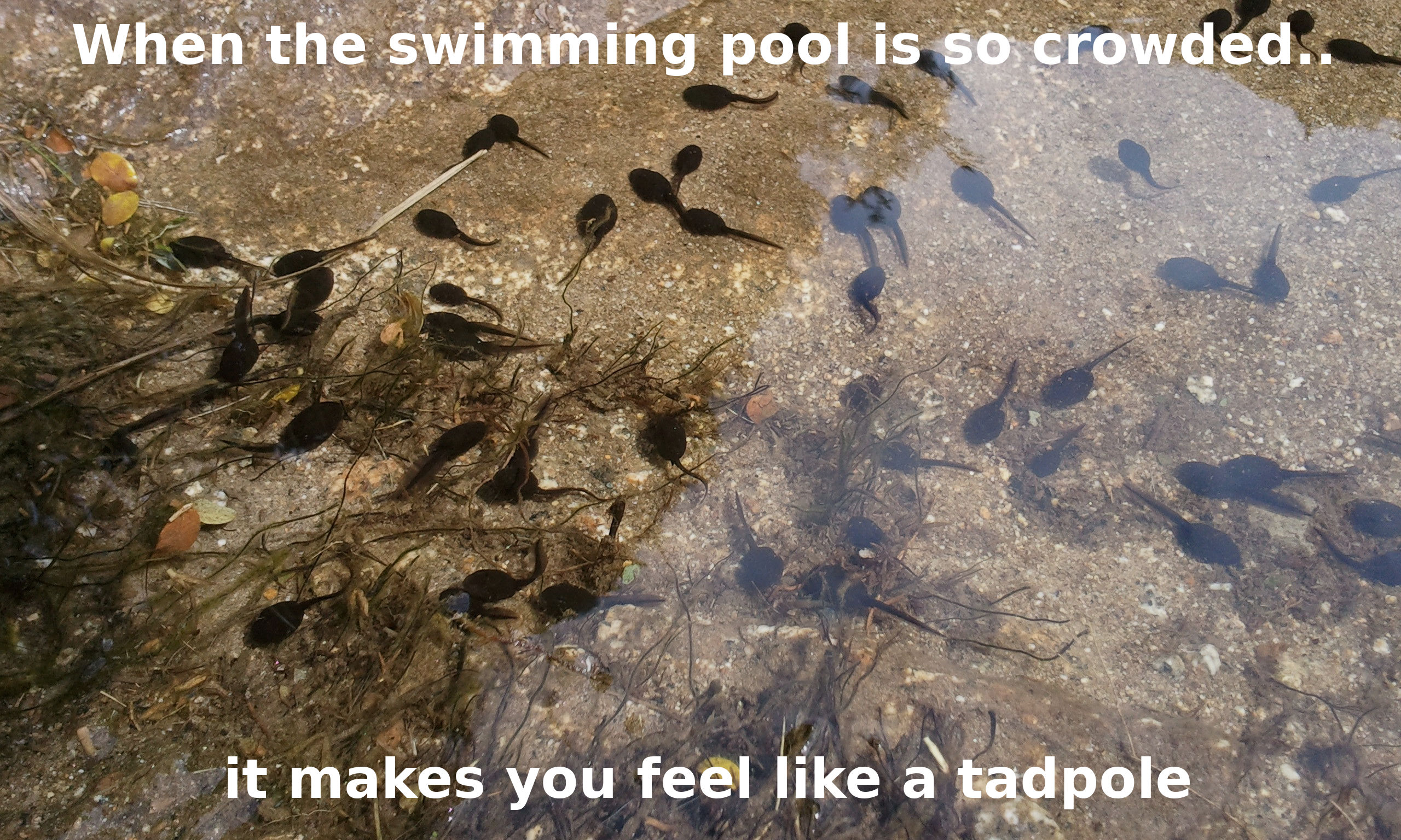 Small dam with tadpoles